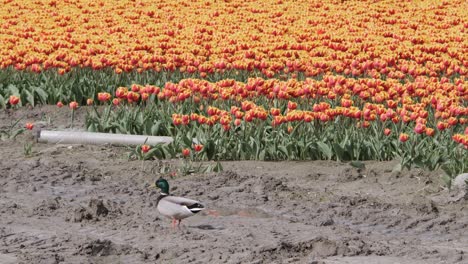 mallard walks past a red and yellow tulip field in holland