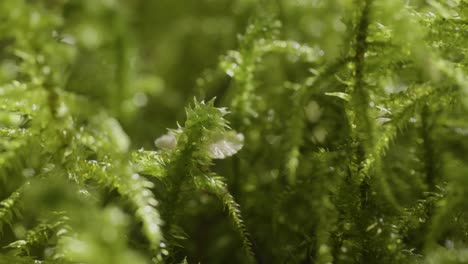 close-up of moss