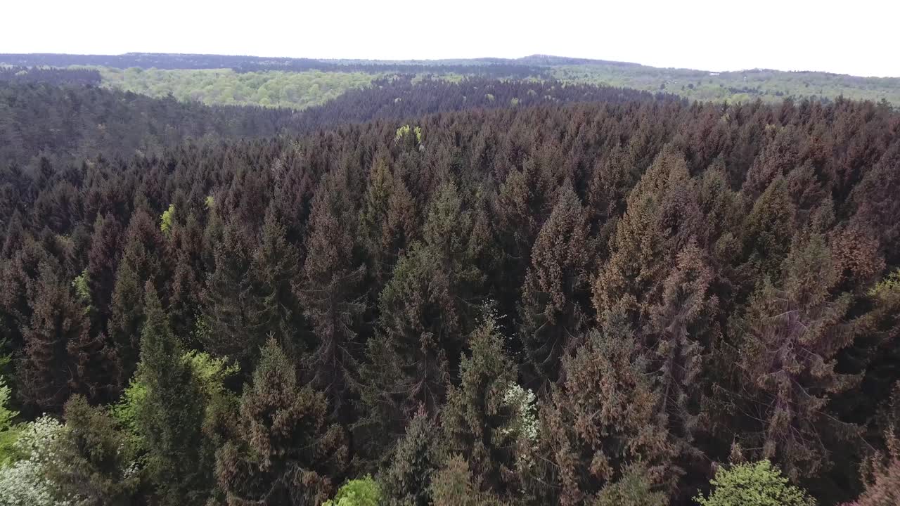 зеленый лес с помощью дроновых елей