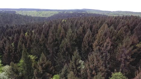 verdun forest by drone spruce trees