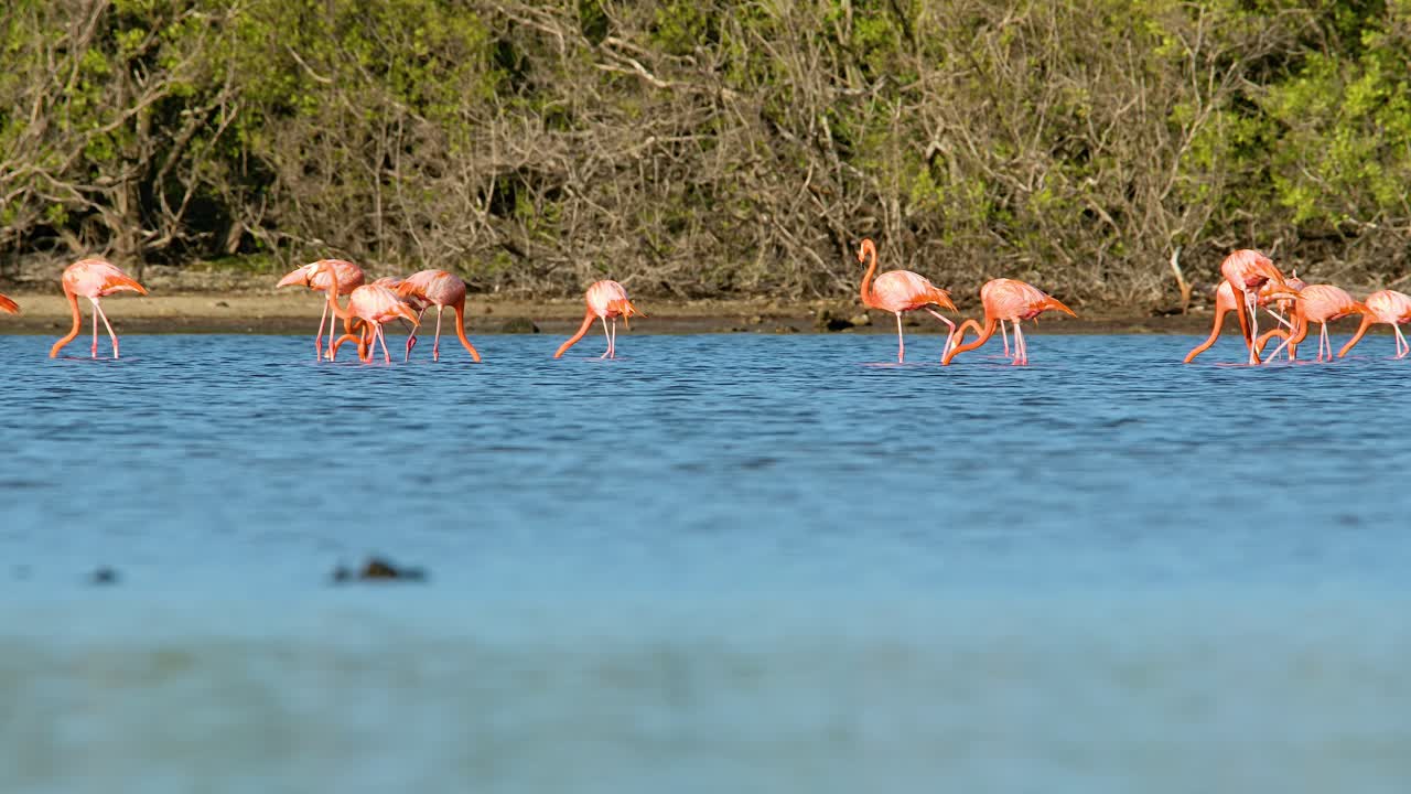 la bandada de flamencos se extiende y se reúne en una ubicación central frente al bosque de manglares
