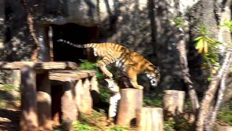 a tiger moves gracefully through a sun-dappled enclosure, surrounded by trees and wooden structures.