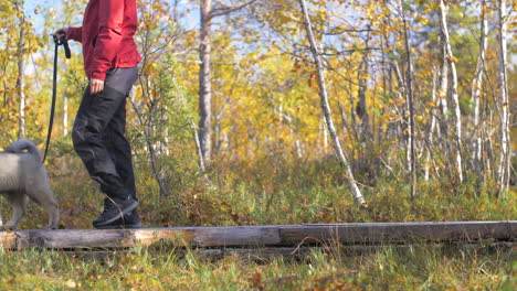 person walking in a forest with a gray eurasier dog puppy