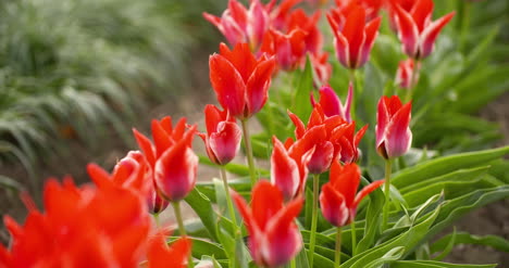 Tulips-Plantation-In-Netherlands-Agriculture-25