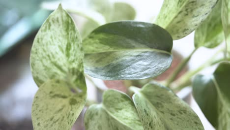 close-up of a marble queen pothos leaf being wiped down to clean off dust and minuscule pests