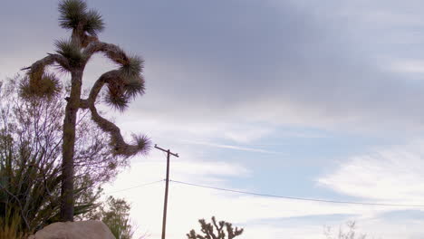 low angle view of a joshua tree against a cloudy sky