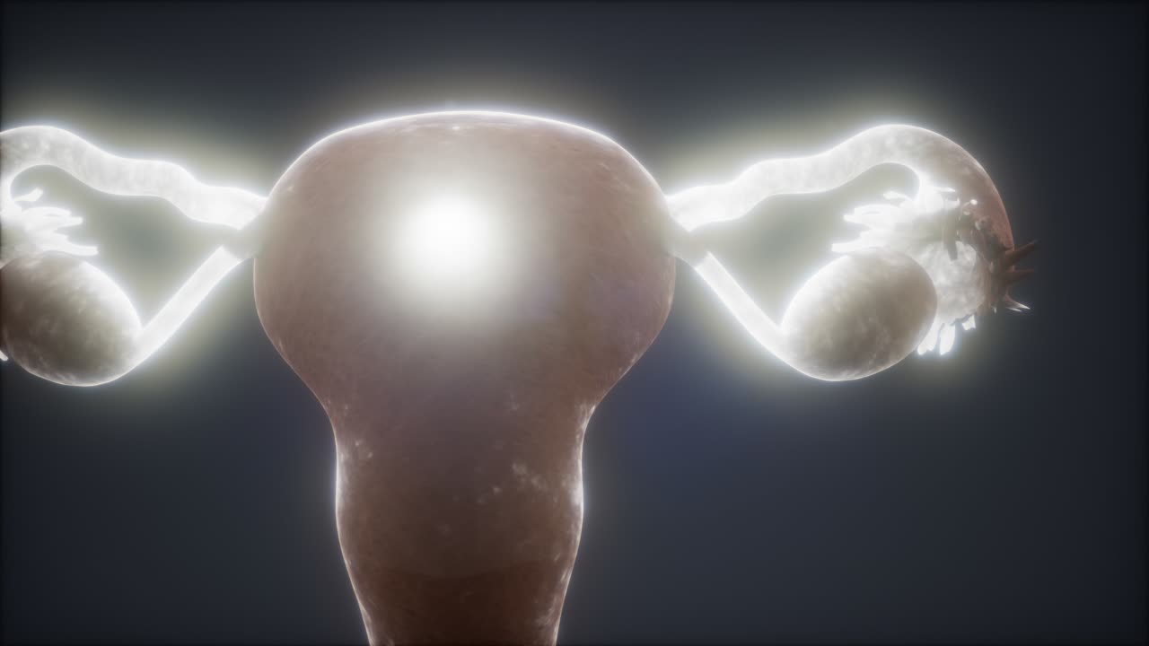 anatomía del sistema reproductivo femenino