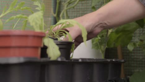 gardener moving potted plants in greenhouse