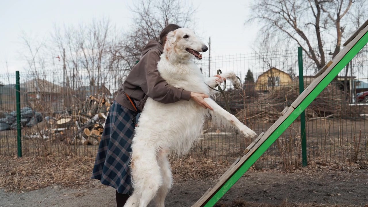 Una donna assiste un grande cane bianco a salire su una rampa di legno esterna in un cortile recintato con alberi spogli ed edifici in lontananza. La scena mostra l'interazione tra umano e animale, concentrandosi sull'addestramento.