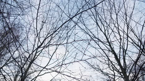 delicate buds on thin branches sway against the sky