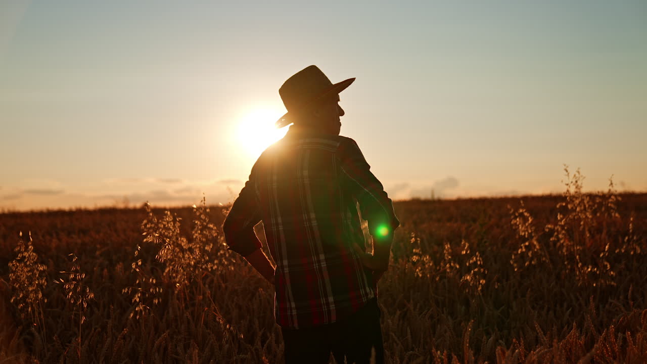 Owner of the wheat field looks at his crop of wheat. Man in hat looks around holding hands on hips. Setting sun at backdrop.