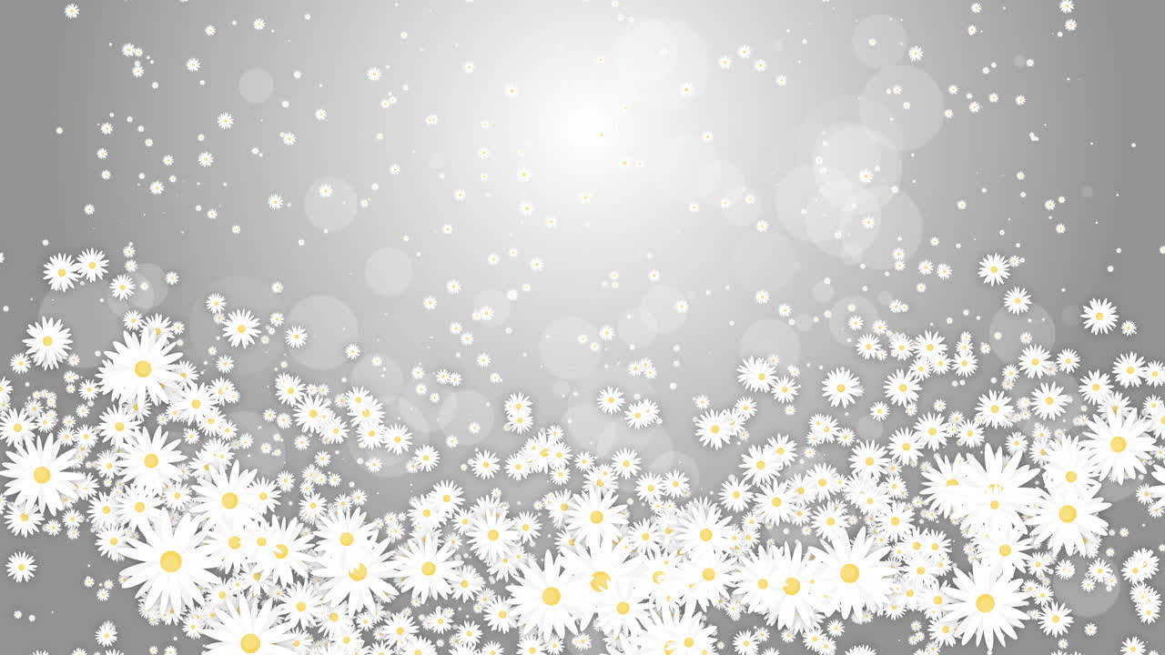 White daisies flowers on grey abstract background. Chaotic abstract rotation of floral elements. Looped animation.