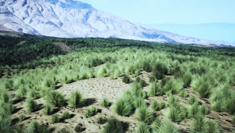 paisaje desértico sereno con hierba y montañas