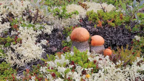 hermoso hongo boletus edulis en el musgo de la tundra ártica. hongo blanco en la hermosa naturaleza paisaje natural de noruega. temporada de hongos.