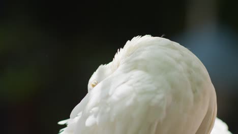 white fantail pigeon bird grooming