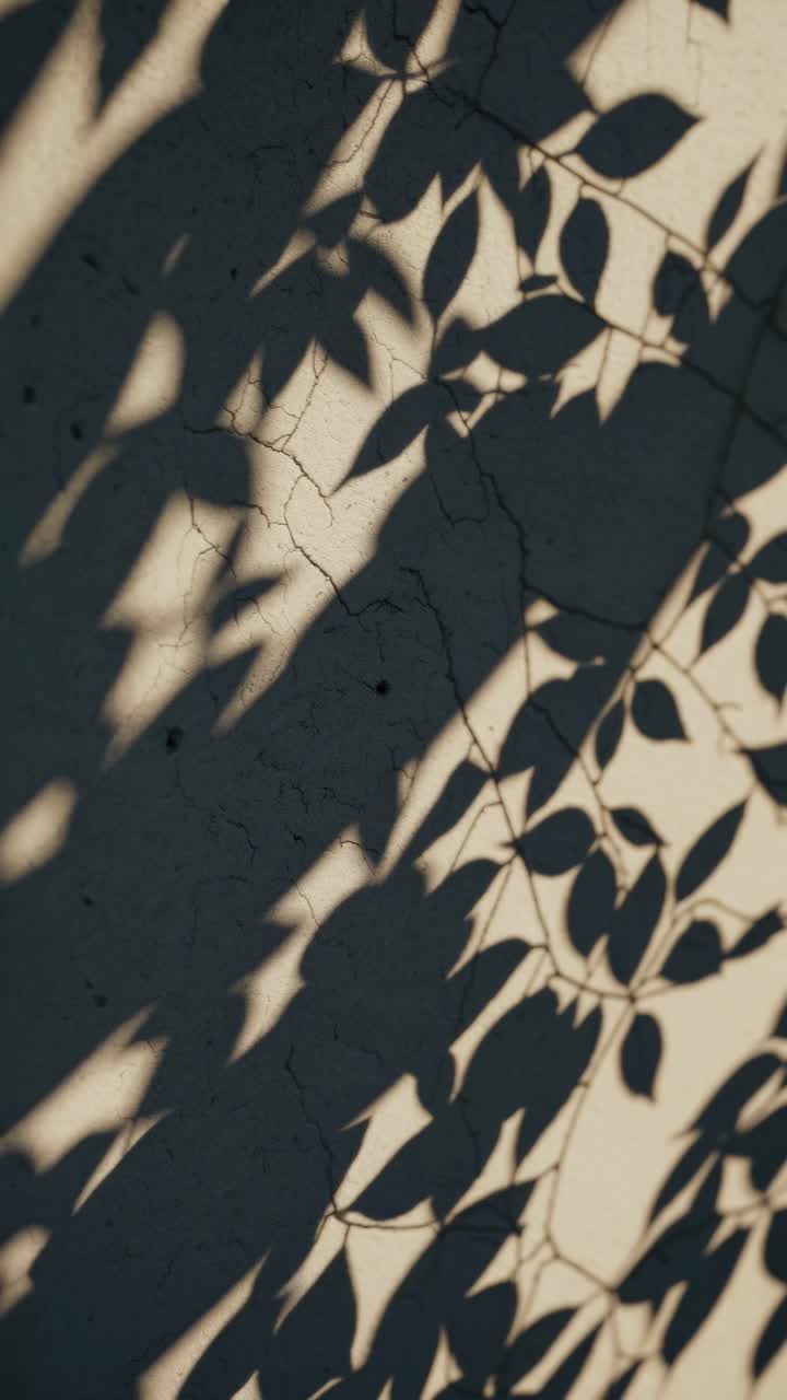 Abstract video concept with leaf shadows on a cracked wall