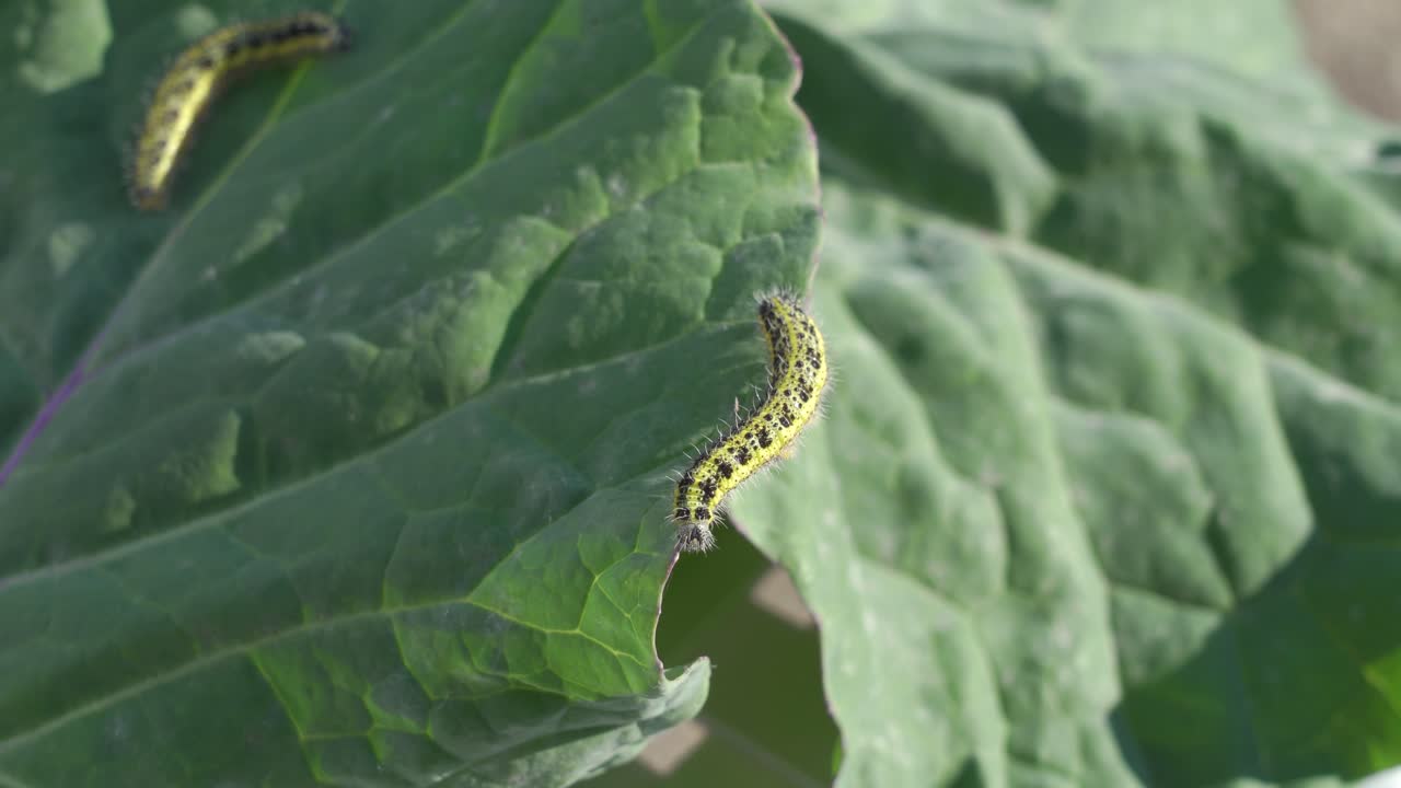 고추 잎 에 있는 애벌레