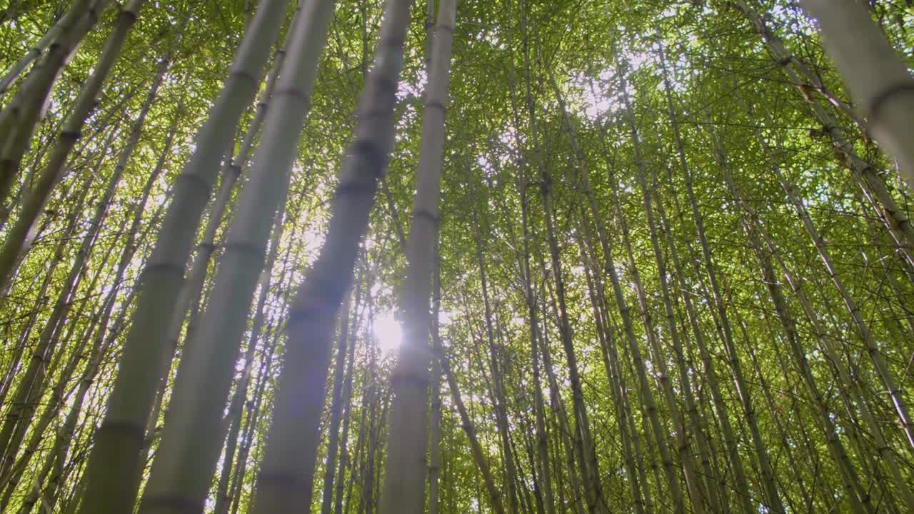 Bamboo Forest Natural Environment with Tree Tops and Sun
