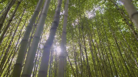 bamboo forest natural environment with tree tops and sun