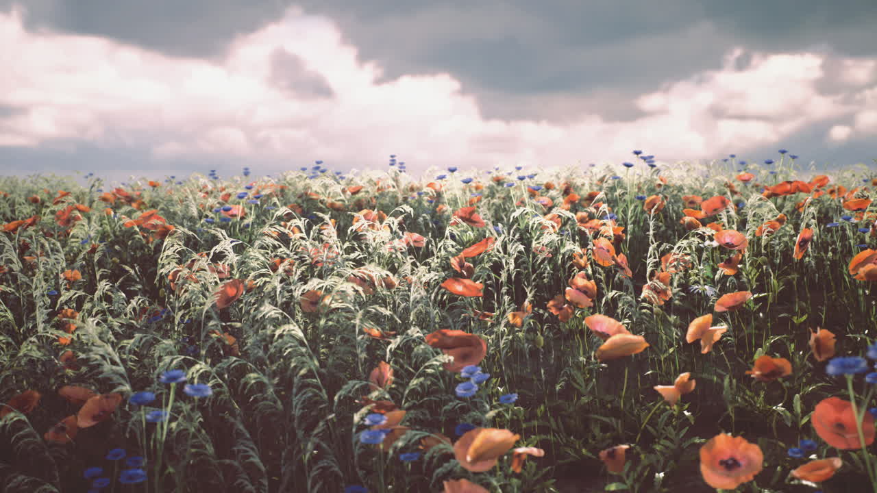 Farverig mark med vilde blomster under en skyet himmel i det tidlige forår