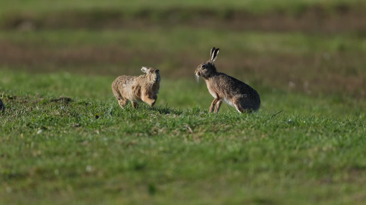 dos liebres en un campo