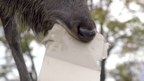 Male-Japanese-Sika-deer-or-buck-chewing-on-cardboard-packaging-in-Nara-park,-close-up-tilting-up