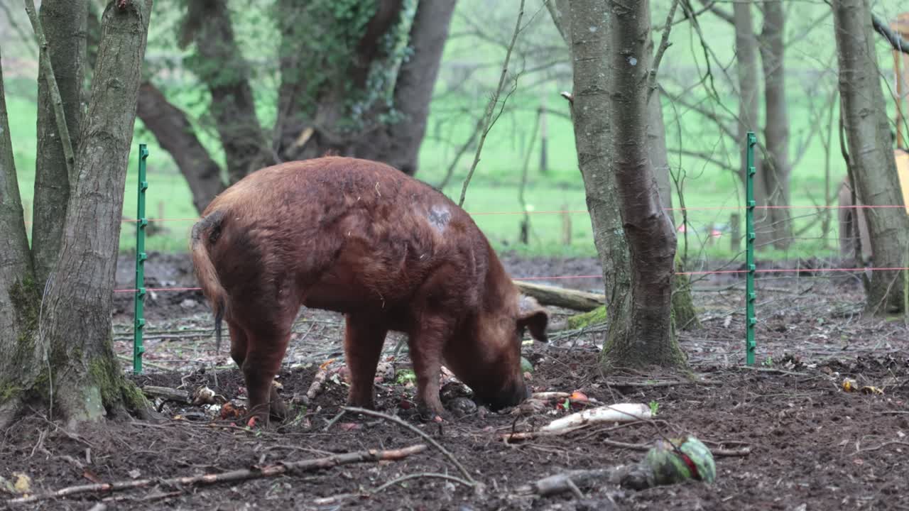 Un esemplare adulto di maiale Tamworth, razza tradizionale antica, che si procaccia il cibo in un paddock fangoso. Primavera. Regno Unito.