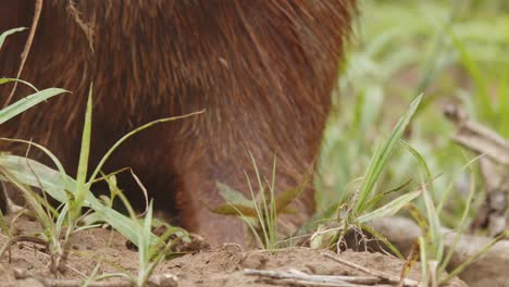 extreme closeup of a capybara face feeding on grass shoots in slow motion