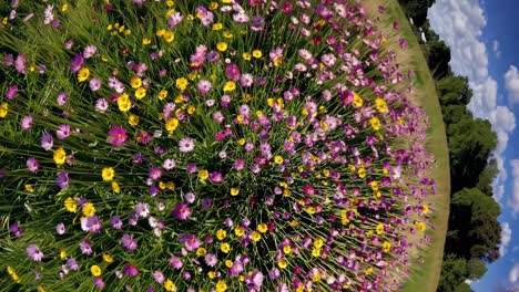 colorful wildflower meadow