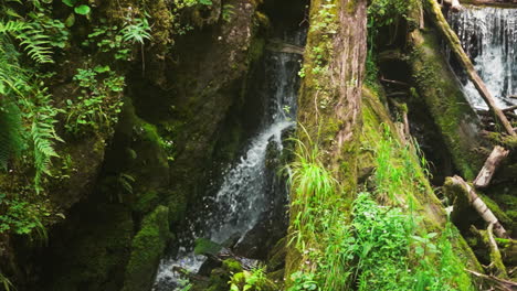 splashing water cascade and old logs dam in wild forest slow motion. mountain creek and dry tree trunks in virgin wood on summer day. waterfall view