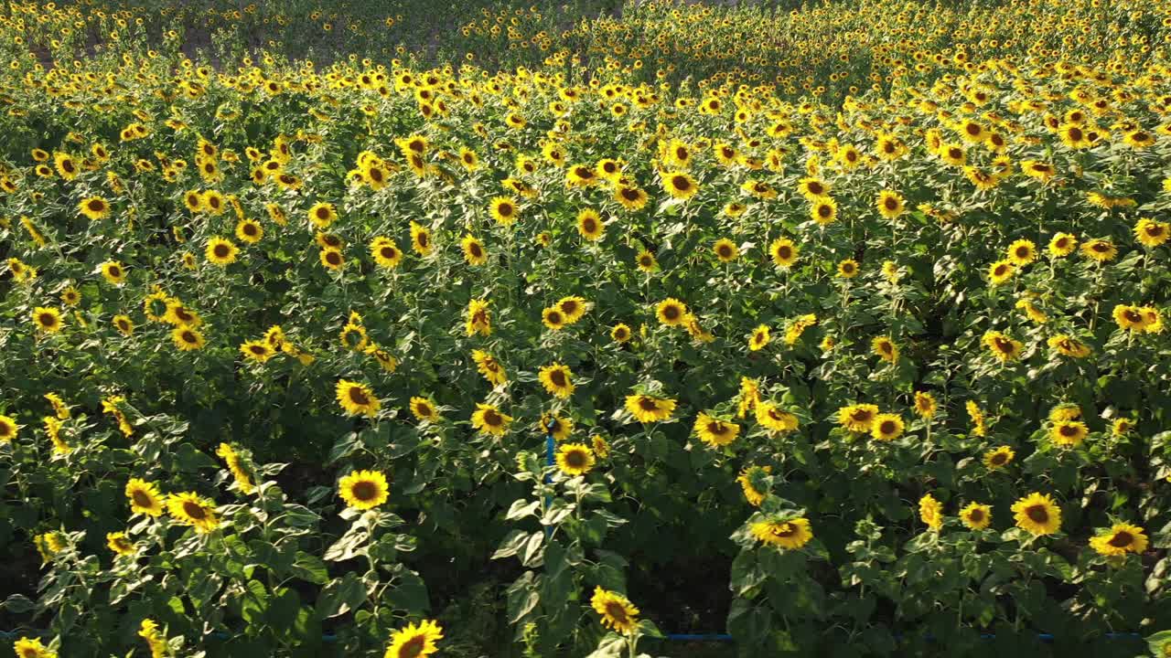 해가 뜨는 순간에 태양꽃 정원의 공중 풍경.