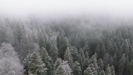 low clouds and fog exploring shot over snowy green forest in bucegi mountains, romania