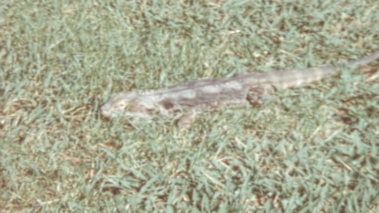 Eastern blue tongued skink, Tiliqua scincoides, rests on a patch of green lawn in Australia. The large reptile remains stationary in the grass before a sudden camera movement archival footage.
