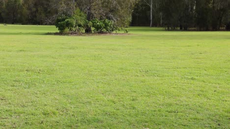 a kangaroo moves through grassy terrain