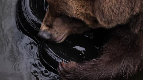 brown bear biting hard from a used car tire, alaska