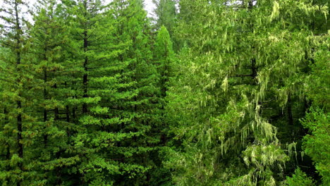 aerial view rising in front of unique forest, in muir woods, california, usa