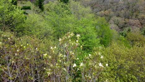 Fraseri-Magnolia-in-the-spring-time-blooming,-Blue-Ridge-Mountains