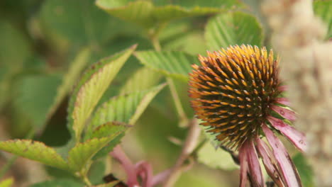 Hermosa-Flor-Marchitándose-En-El-Verano