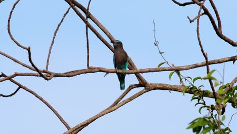 el rodillo indio es común en tailandia, se ve fácilmente cuando se viaja a la provincia y a los parques nacionales