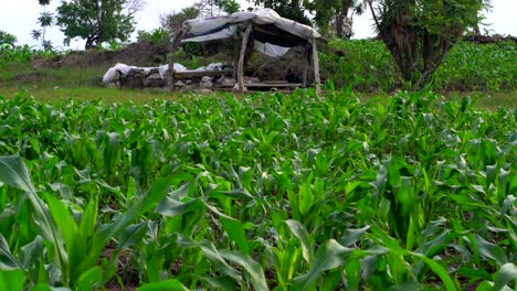 Campo-De-Cultivo-En-America-Central