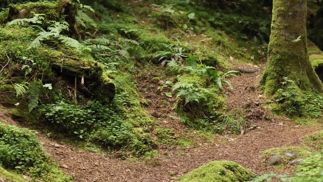 un camino sereno del bosque en dunkeld, escocia