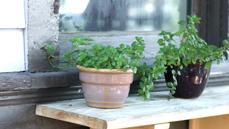 Macetas-De-Plantas-Fuera-De-La-Casa-En-El-Lado-Soleado