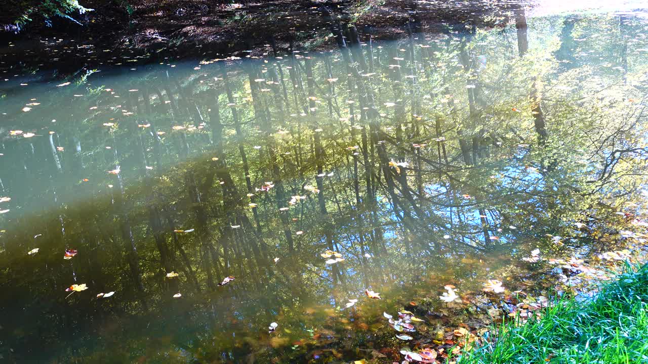 Autumn leaves and forest pond