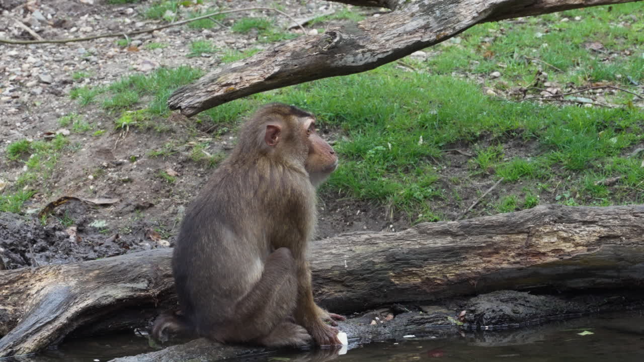 Monkey sitting near water and eating, back view