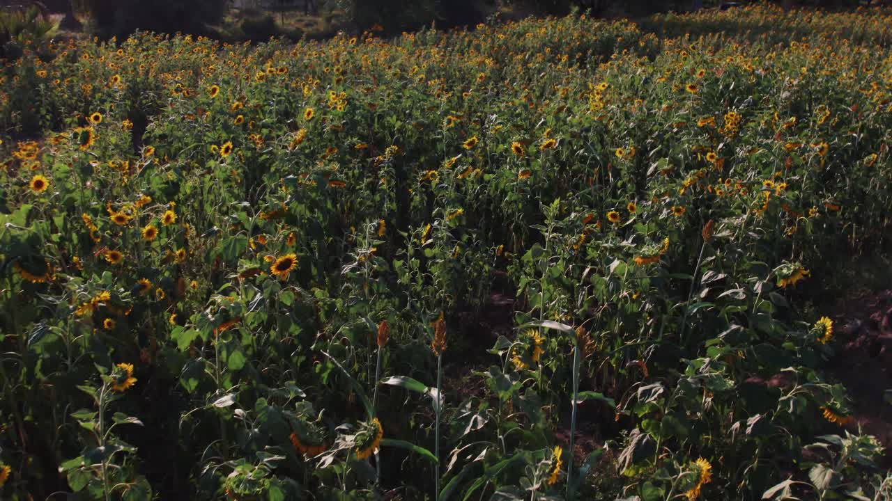 granja de girasol durante la puesta de sol con hojas verdes exuberantes en una granja en áfrica