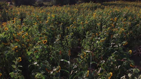 Sonnenblumenfarm-Bei-Sonnenuntergang-Mit-üppigen-Grünen-Blättern-Auf-Einem-Bauernhof-In-Afrika