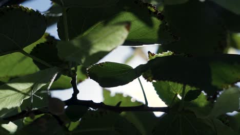 close up of sunrays shining through green leaves in 120 fps slow motion of a bright summer day