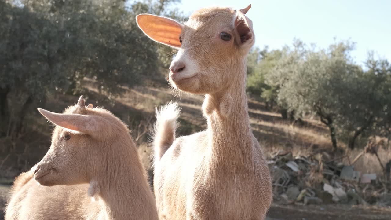 Two playful goats posing together in a sunny farm setting