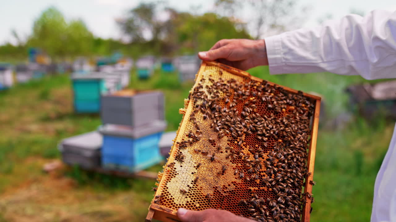 Male hands turn the frame with dark honeycombs. Bee family covering the frame is held by bare hands. Apiary in blur at backdrop.