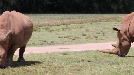 rhino examines and interacts with a log